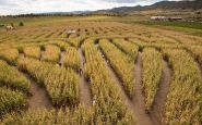 gambar pertanian ladang jagung labirin