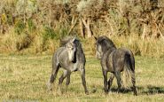 2 Kuda Liar Abu-abu di Piceance Creek/East Douglas Herd Management Area Colorado