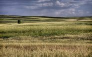 rumput pendek di sepanjang dataran bergulir di Colorado